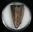 Triceratops Shed Tooth - Montana #10407-1